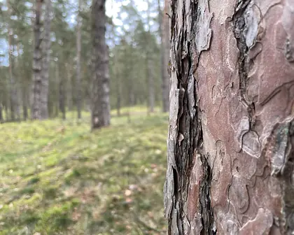 Nahaufnahme der Rinde einer Kiefer im Wald