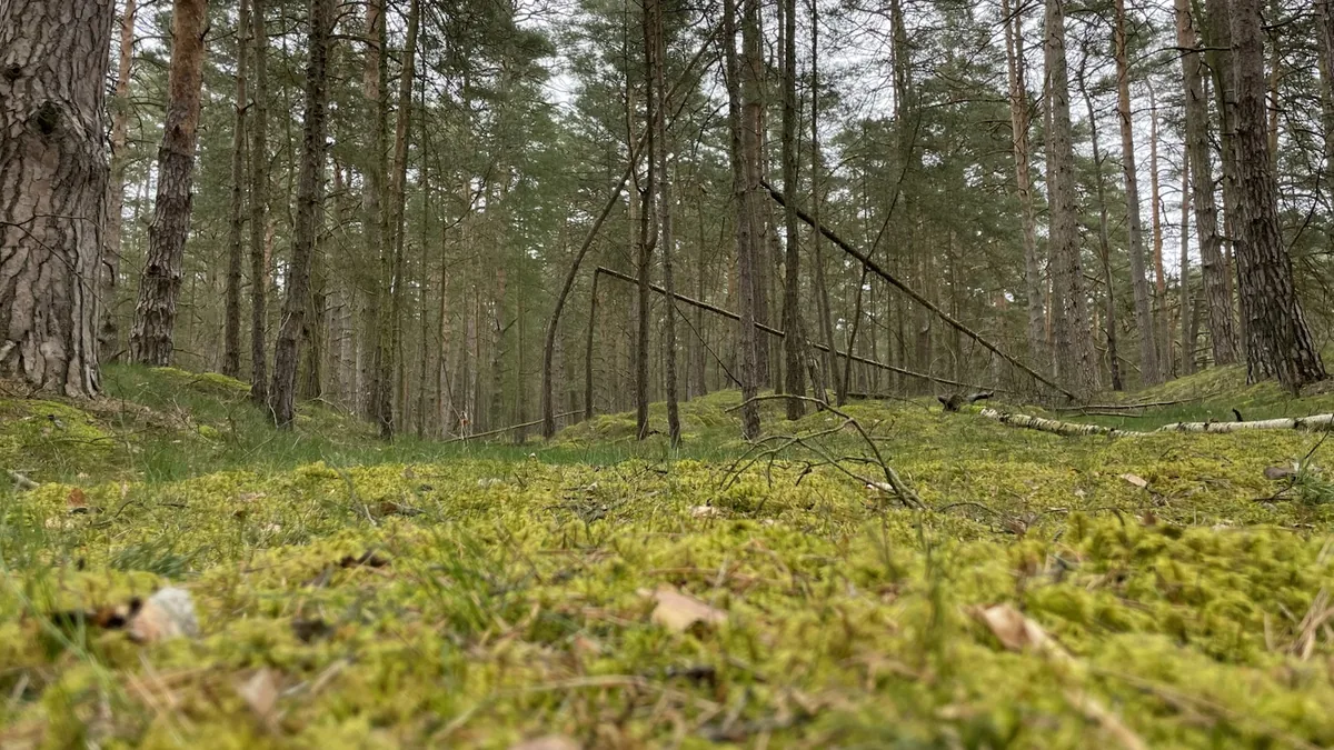 Echter Waldbestand mit herabgebrochenen Ästen als Beispiel für Sturm- und Schadholzrisiken